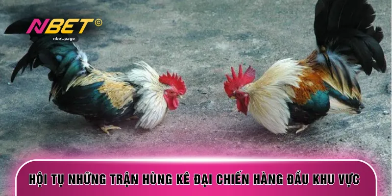 Hội tụ những trận hùng kê đại chiến hàng đầu khu vực