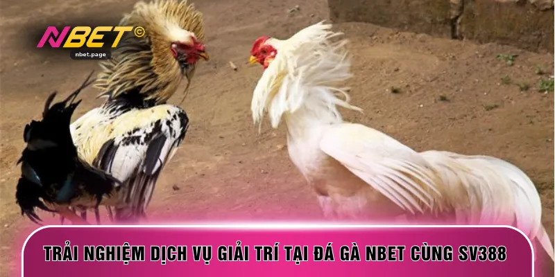 Trải nghiệm dịch vụ giải trí tại đá gà NBET cùng SV388